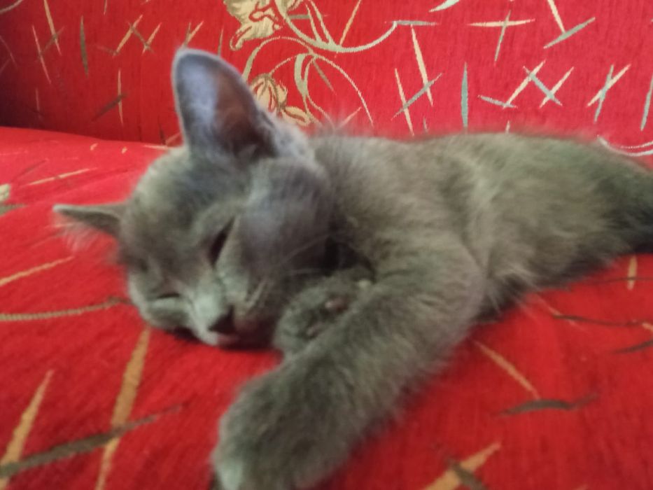 Отдам котят в добрые руки