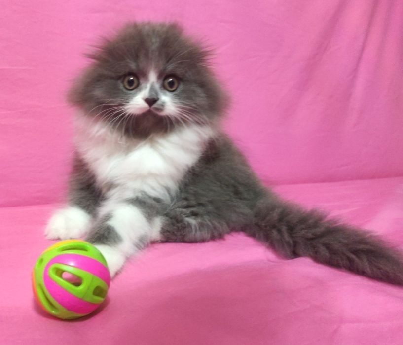 Шикарный Пончик!