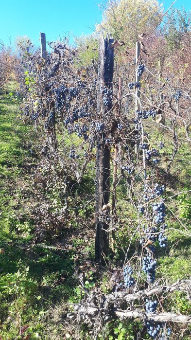 Teren cu vita de vie comuna Cristian judetul Sibiu