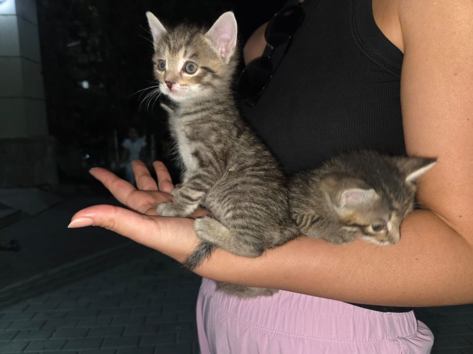 Отдам котят бесплатно