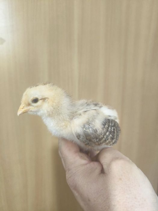 Araucana și barboase