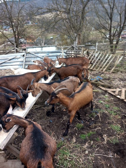 Capre alpine francez