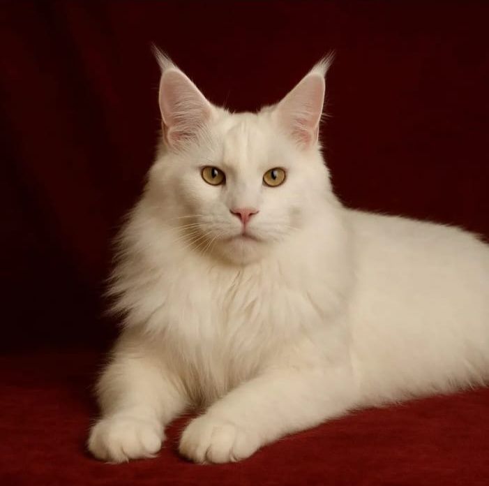 Котята Мейн Кун ( питомник)