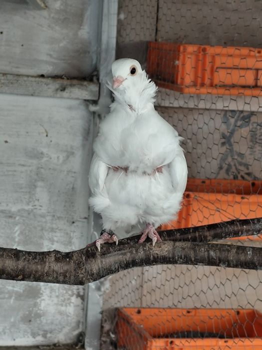 Cocosi Australorp ,porumbei și Sebright.