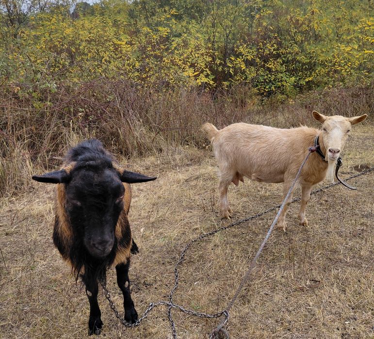 Vând țap și capră