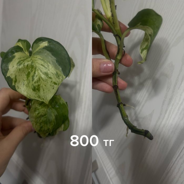 Разные отростки цветов