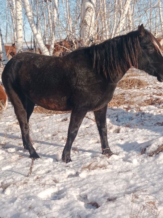 Продам кобылу 4,5 года