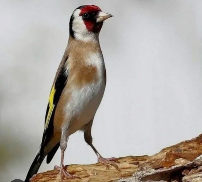 kokil norchi sotiladi