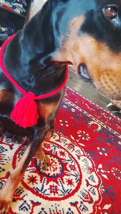 Обереги для собак