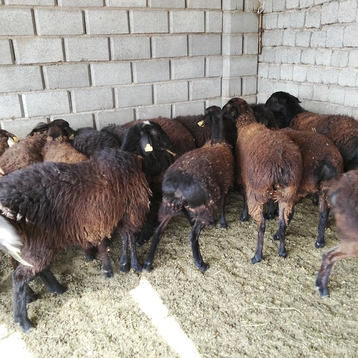 Сатылытын токтылар бар