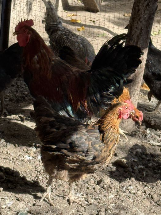 Продам курей и петухов