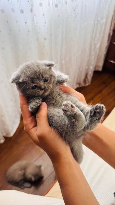 Кошка 2 месячная скоттиш