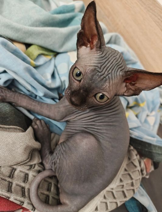 Канадски сфинкс котета