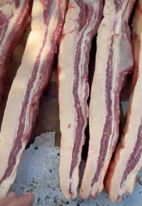 Жылқы еті| канина