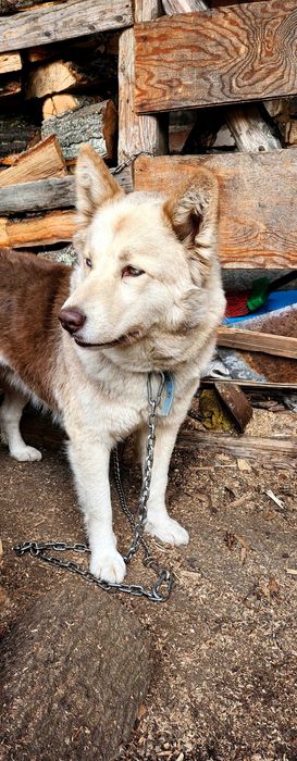 Подарявам моето куче Хъски-каракачанка