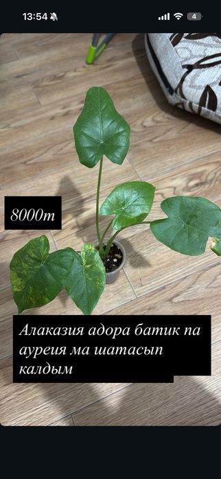 Срочно сатылады уй гулдери