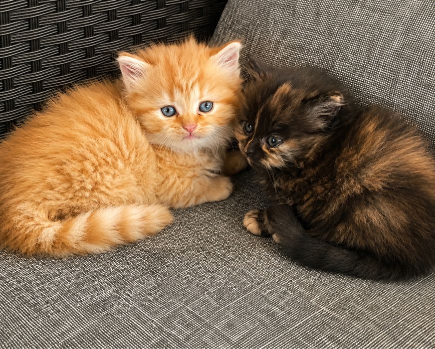 3 котенца си търсят дом