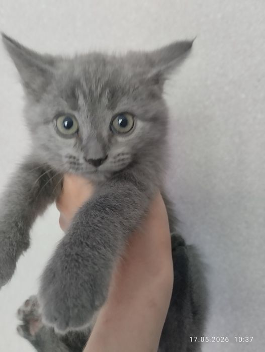 Породистый котенок