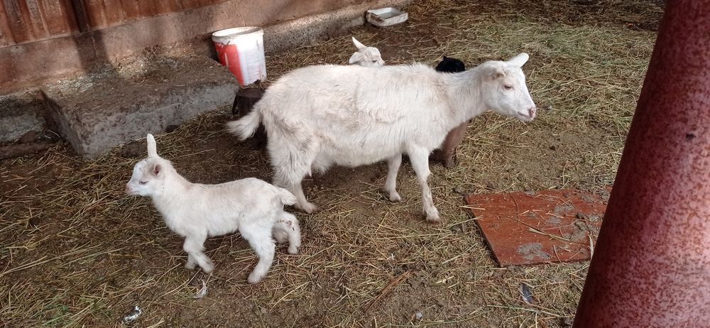 Лакты ешки сатылады