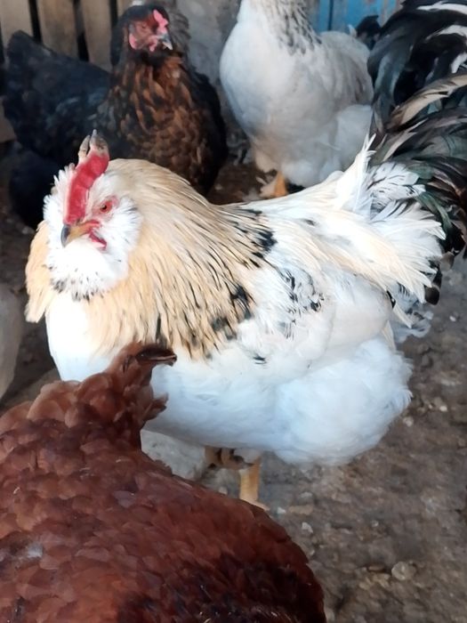 Әтештер сатылады