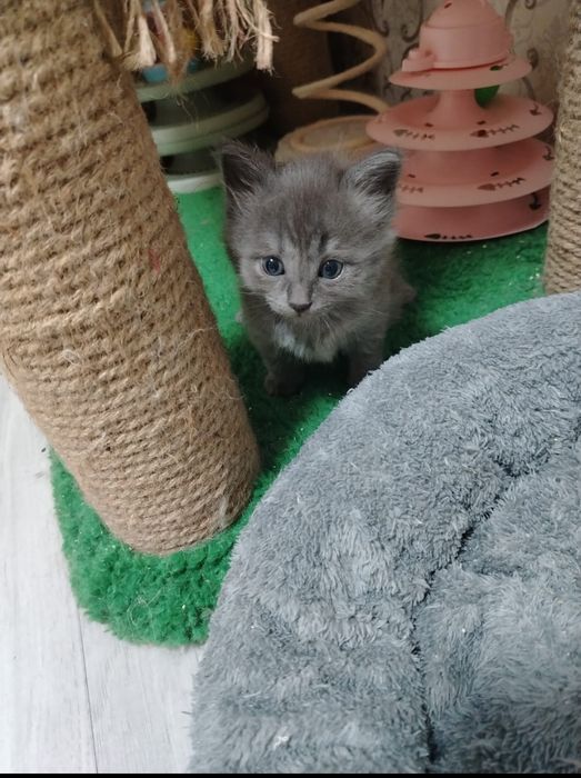 Пристраивается котёнок девочка, возраст 2 месяца
