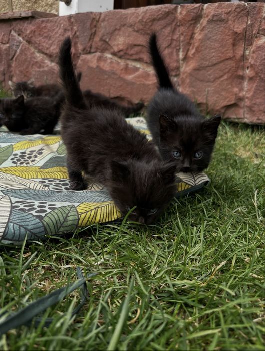 Котята ищут свой дом!