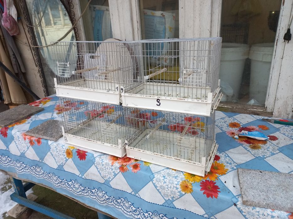 Colivii de cântec se vinde la set