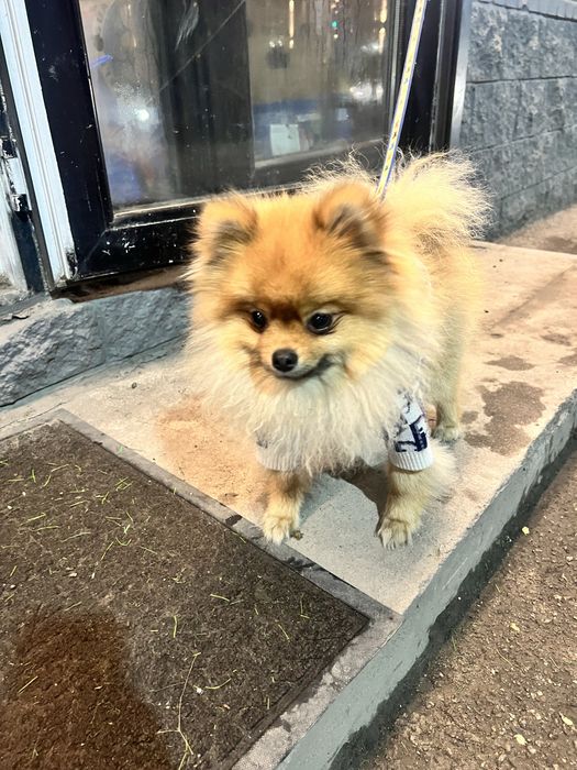 Щпец немецкий 10 месяцев