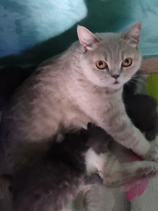 Продам котят в хорошие руки