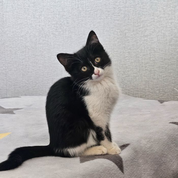 Две девочки , сестренки ищут дом!!!Ташкент!