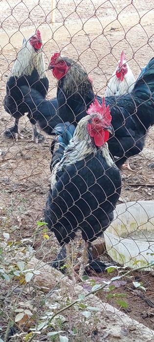 Куры домашние несушки