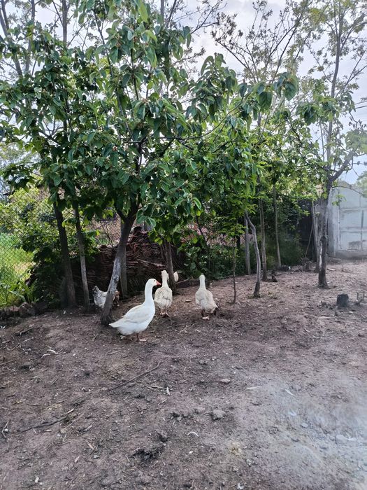 Gâște de vânzare 170 lei bucată 2 gâște și un gâscan