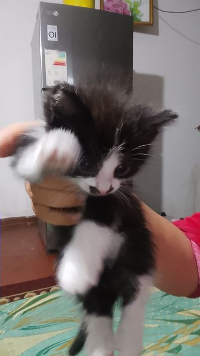 Shiringina o'yinqaroq mushukcha tekinga mexribon oylaga hadya qilama