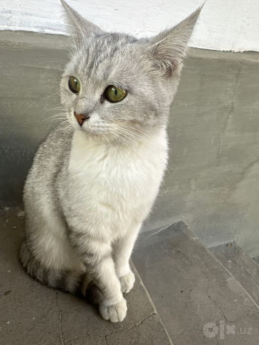 Mushuk beriladi yaxshi qollaga