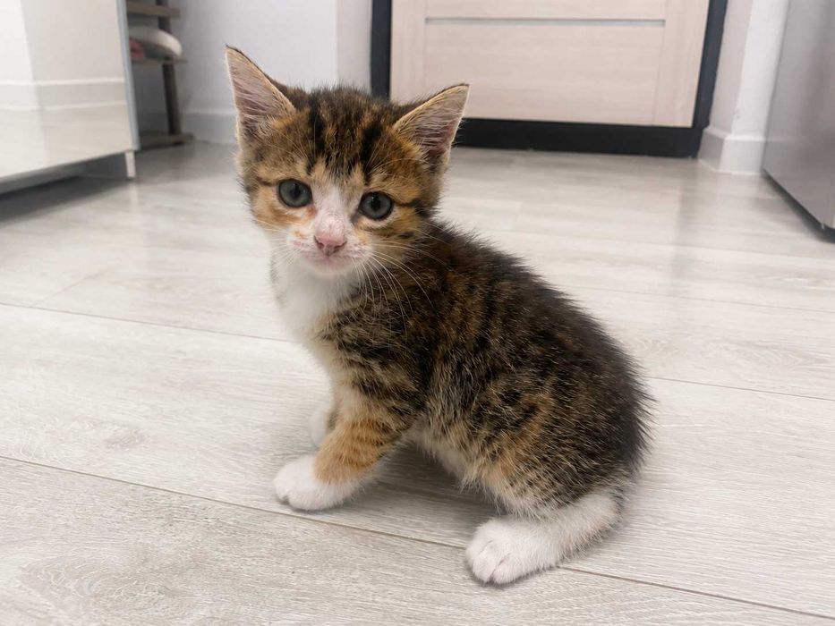Отдадим котенка в добрые руки!