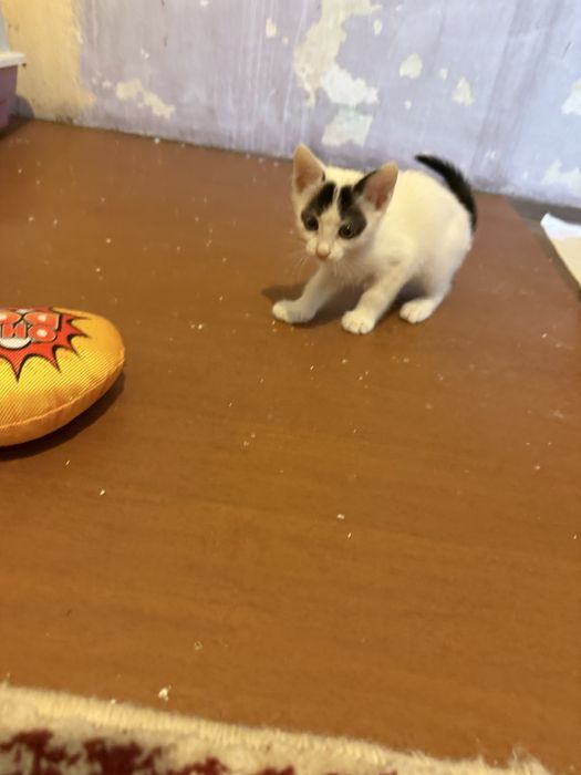 Подарявам малки котета