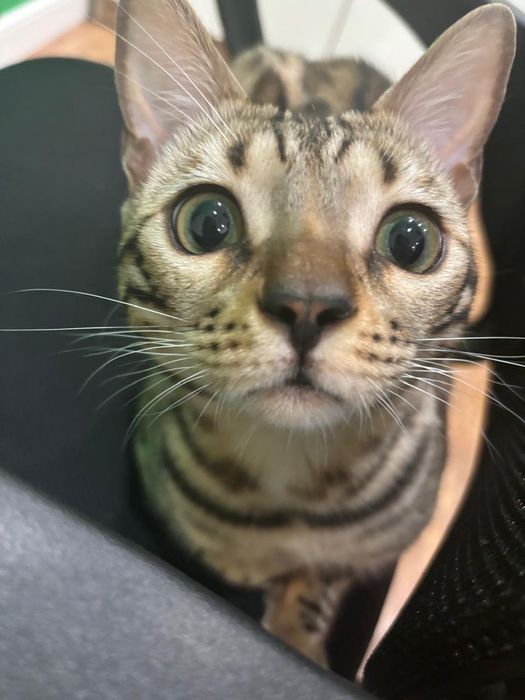 Продается кот бенгал, мальчик, возраст: 1 год.