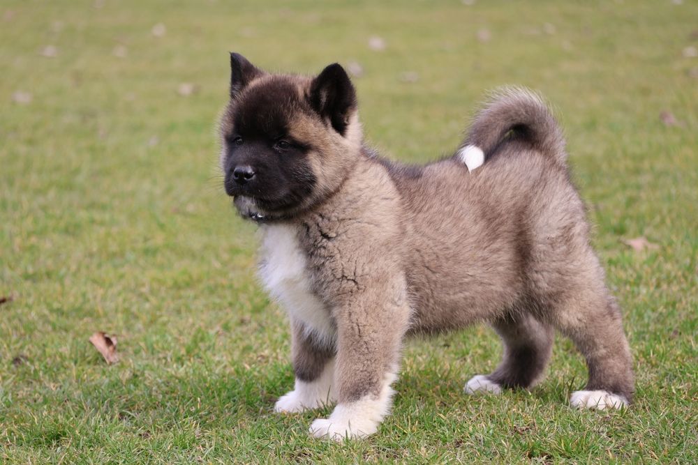 Mascul akita american