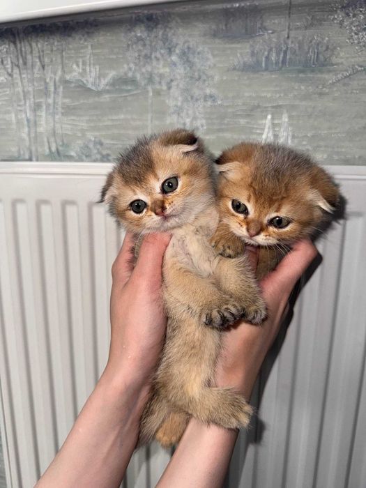 Котята Шиншиллы элитных кровей (Британцы/Шотландцы)