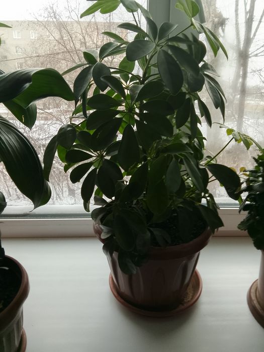 Цветы очень хорошая