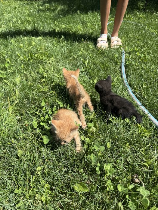 5 котят в добрые руки