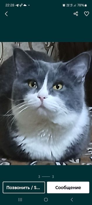 Ищу невесту для своего кота