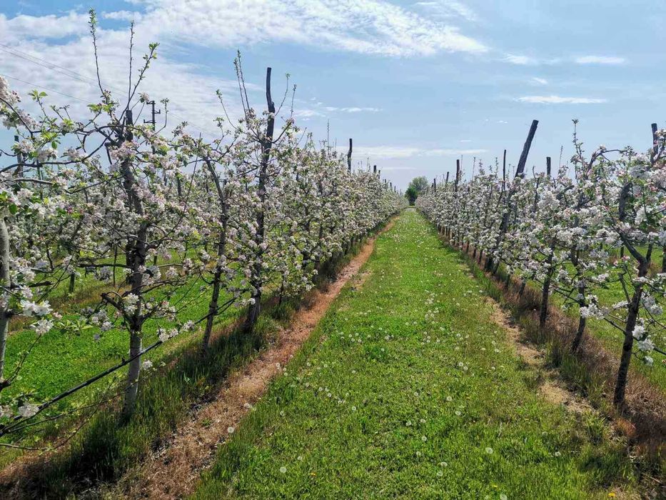 Продава се Земеделски имот в с. Могила, Област Стара Загора -  кв.м за 6 €/дка - Снимка #4