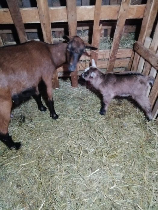 Capra alpina franceza pura cu un tapisor