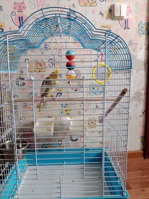 Продам попугая Карелла с клеткой