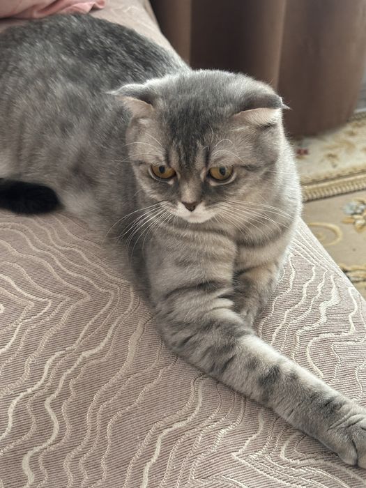 Вислоухая шотландка