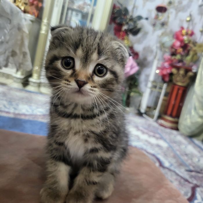 Котяты из пароды scottish fold