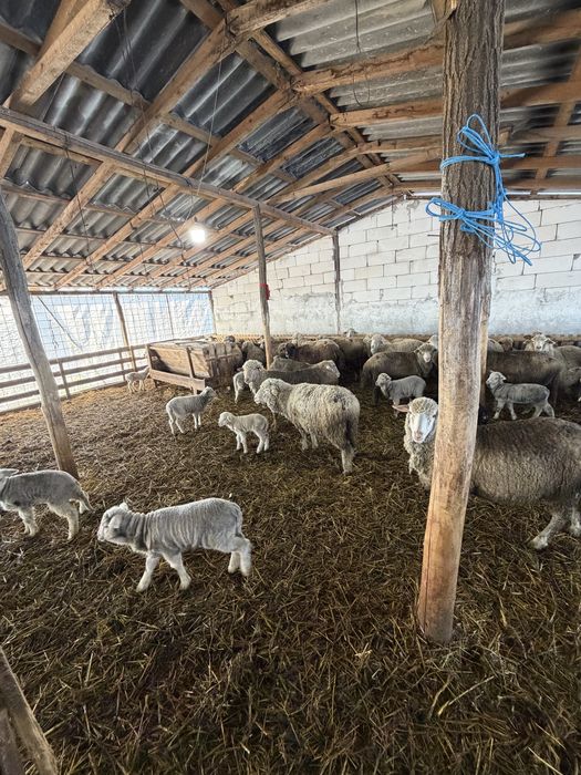 Oi cu miei si gestante