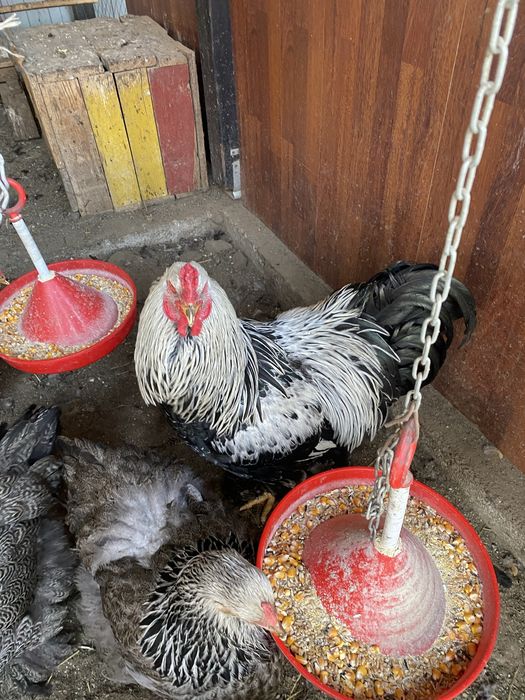 Oua incubat Brahma Herminat inchis