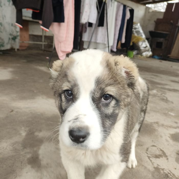 Алабай қаны 50000тнг